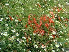 183 HYERES ET SES PALMIERS D02_000043